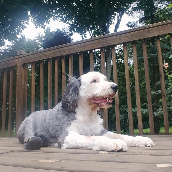 Meet your Posher, Patty - Picture 3 of 3